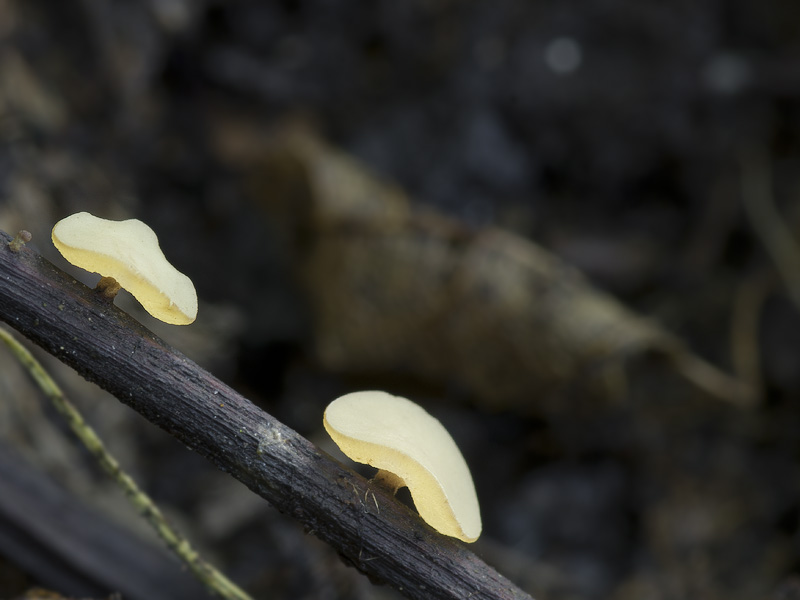 Lanzia luteovirescens